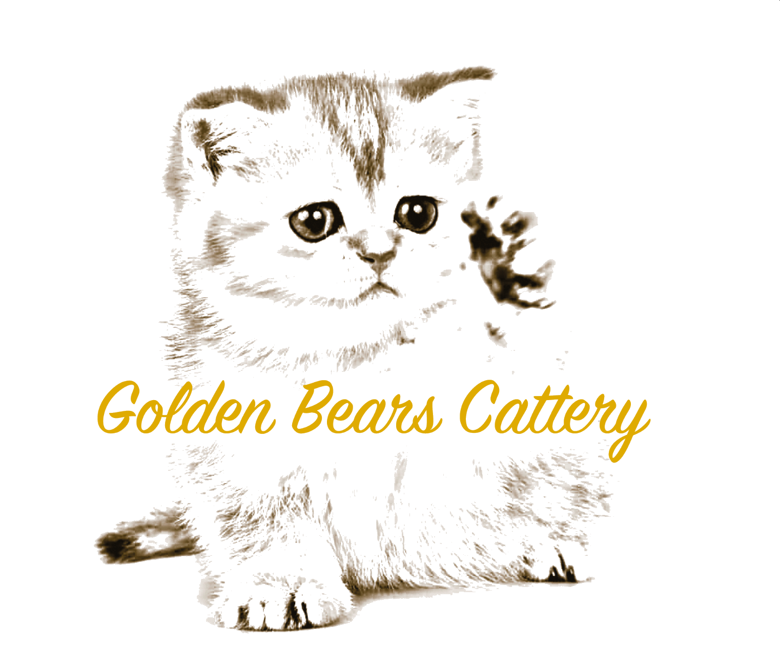Golden Bears Cattery