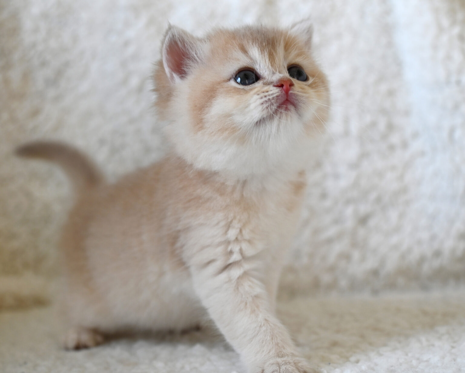 Golden kitten 3