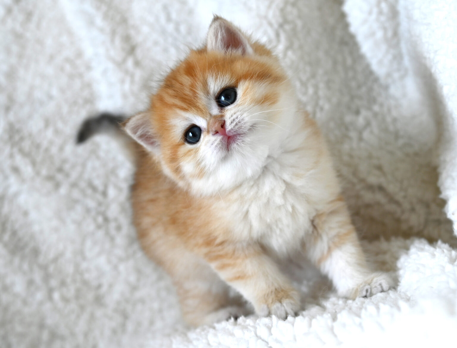 Golden British Shorthair kat